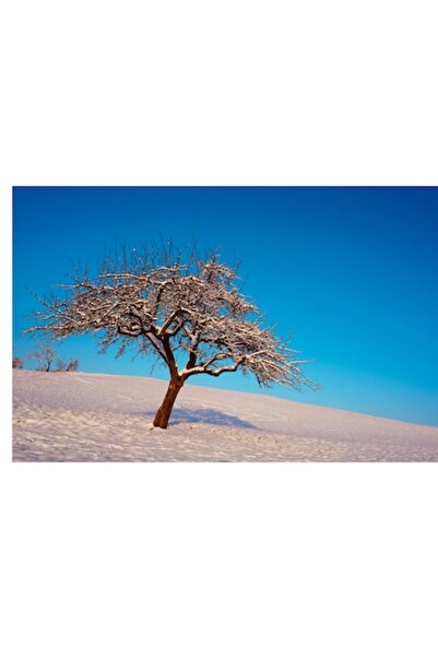 OEM Tablou Canvas, 'Copacul singuratic pe zapada albastruie', 70 x 50cm