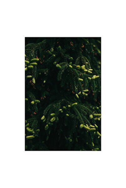 OEM Pictură pe pânză, „Cramuri verzi proaspete de brad”, Frunze, Verde, Întun...