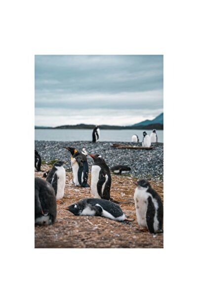 OEM Pictură pe pânză, „Pinguini odihnindu-se pe țărmul mării”, 39 x 54cm
