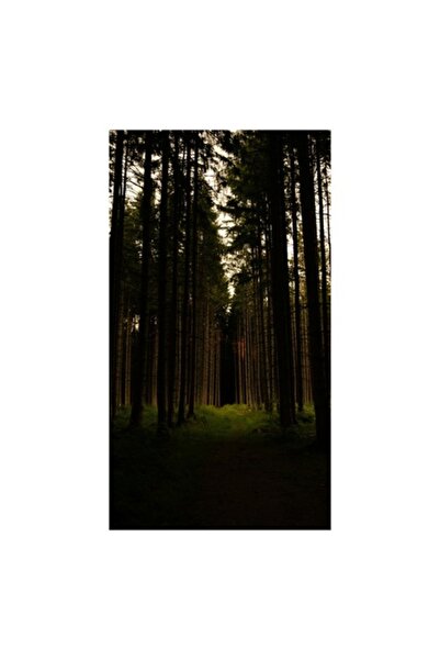 OEM Tablou Canvas Premium 'Lumina Printre Pini' - Peisaj