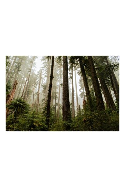 OEM Tablou Canvas Premium: 'Misterul Padurii'