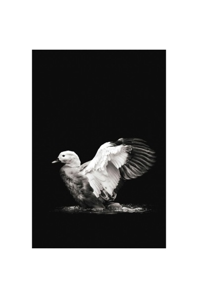 OEM Tablou Canvas, "Inaltarea aripilor sub clar de luna"