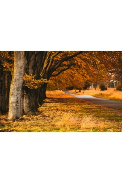 OEM Pictură pe pânză, „Cale de toamnă printre copaci aurii”, 39 x 26 cm