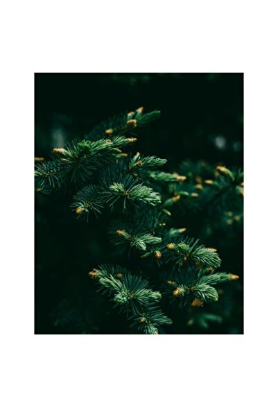 OEM Pictură pe pânză, „Cramuri de pin în umbra serii”