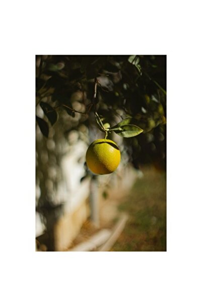 OEM Pictură pe pânză, „Portocaliu sub lumina soarelui de toamnă”, 50 x 70 cm