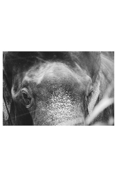 OEM Pictură pe pânză, „Privirea unui elefant contemplativ”, monocromă, 90 x 50cm