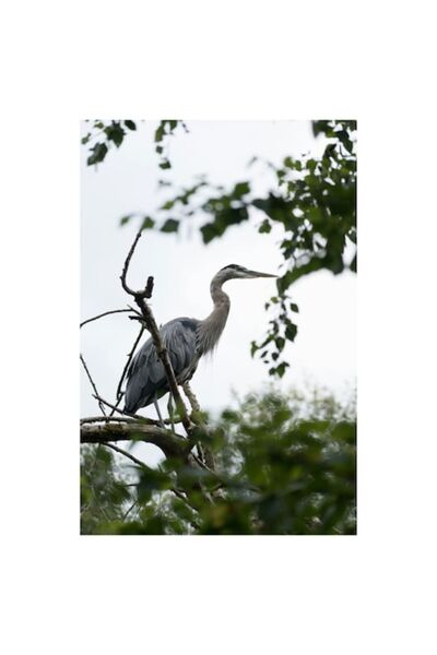 OEM Tablou Canvas, 'Stol de stari printre ramuri verzi', Pasare, Crenguta, Co...