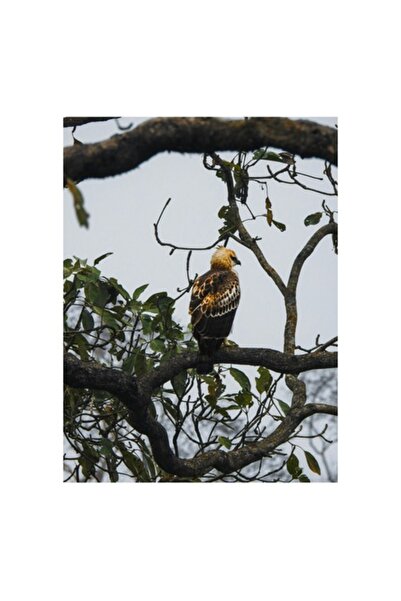 OEM Tablou Canvas, 'Vultur tanar in asteptarea zborului', 100 x 100cm