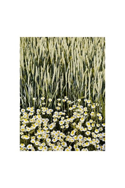 OEM Pictură pe pânză: „Margarete la marginea câmpului de grâu”