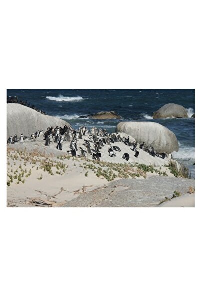 OEM Tablou Canvas, "Pinguini la adapostul oceanului albastru", 100 x 100cm