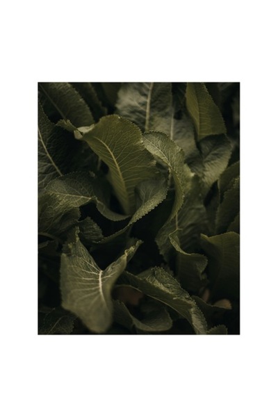 OEM Tablou Canvas "Frunzis misterios in absenta luminii", Frunze, Verde, 50 x 70 cm