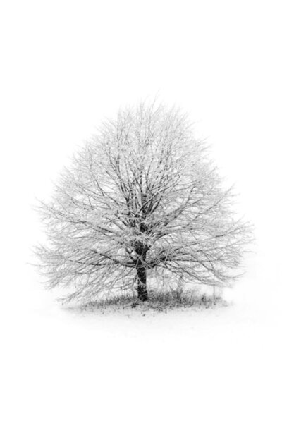 OEM Tablou Canvas, "Copacul singuratic in iarna alba", Arbore, Solitudine, Ia...