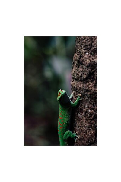 OEM Tablou Canvas, Gecko verde pe trunchi de copac, Verde, Soparla, Scoarta, ...