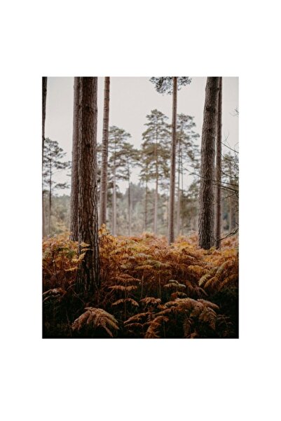 OEM Pictură pe pânză, „Pădure de toamnă liniștită și misterioasă”, Pădure, Co...