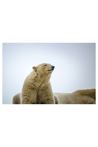 OEM Pictură pe pânză, „Urși polari în zori”, Urs polar, Blană, Alb, Rece, Ser...