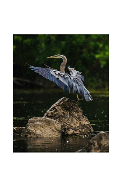 OEM Pictură pe pânză, „Storm de ploaie peste stânci”, Pasăre, Stânci, Apă, Aripi, Natură, Pene, Verdeață, Floare