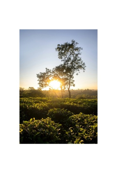 OEM Pictură pe pânză, „Răsărit de soare printre copaci verzi”, 26 x 39cm