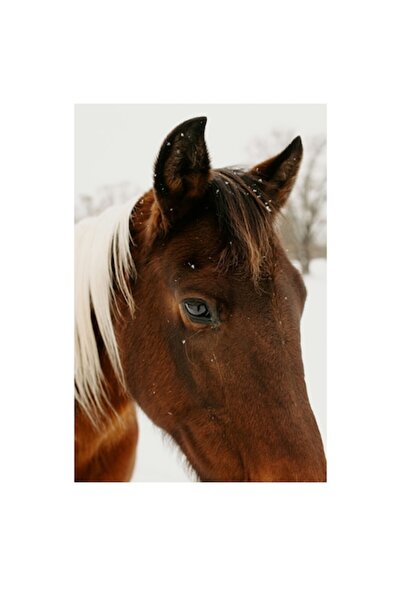 OEM Pictură pe pânză, „Privirea calmă a calului în timpul iernii”, 50 x 70 cm
