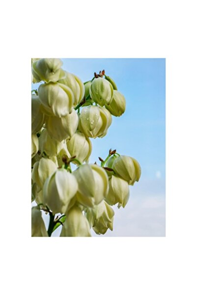 OEM Tablou Canvas, 'Flori de yucca sub cer senin'