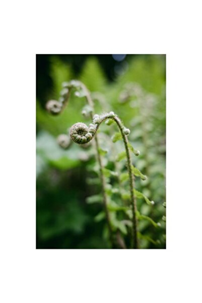 OEM Tablou Canvas, 'Frunzis spiral ascendent in padure', Natura, Frunza, Verd...