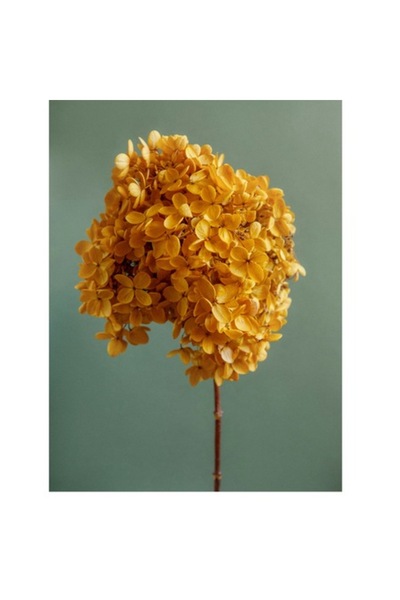 OEM Pictură pe pânză, „Floare de toamnă în floarea-soarelui”, galben, textură...