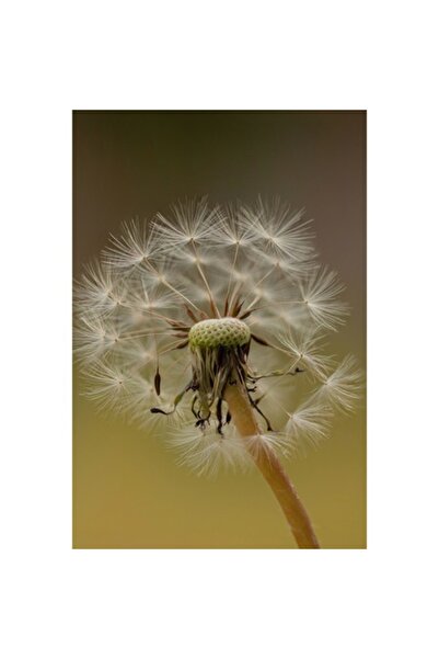 OEM Tablou Canvas, 'Visul pufului de papadie', Delicat, Fragil, Natura, Speranta, Transformare, 50 x 70c