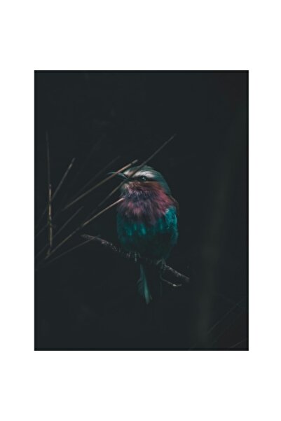 OEM Pictură pe pânză, „Pasăre de vis într-o noapte misterioasă”, Pene, Culori...