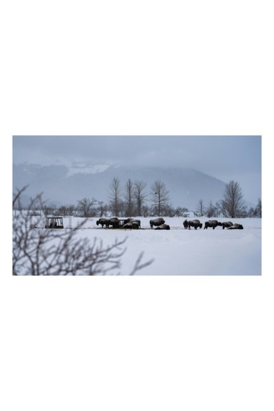 OEM Tablou Canvas, 'Zimbrii pasunand in zapada iernii', Bivoli, Zapada, Copaci, Munti, Iarna, Cer Innora