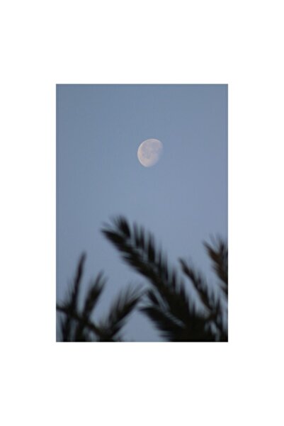 OEM Pictură pe pânză, „Luna printre crengile copacilor”, 26 x 39 cm