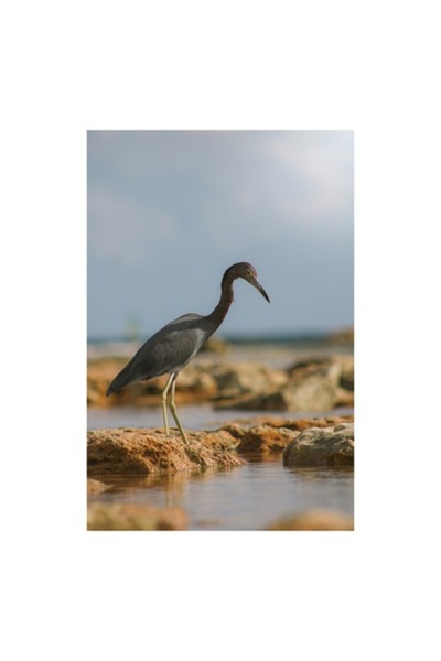 OEM Tablou Canvas, 'Egreta solitara pe tarmul pustiu', Solitudine, Serenitate...