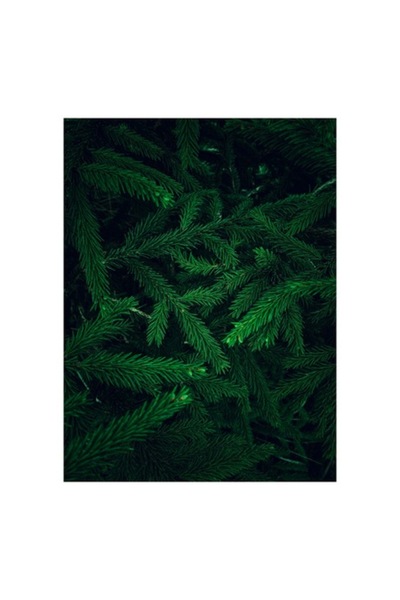 OEM Pictură pe pânză, „Verde infinit în ramuri dese”, 50 x 70 cm