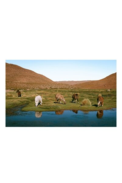 OEM Tablou Canvas, 'Lamele in pasunea muntilor colorati', Lac, Lame, Pajiste,...