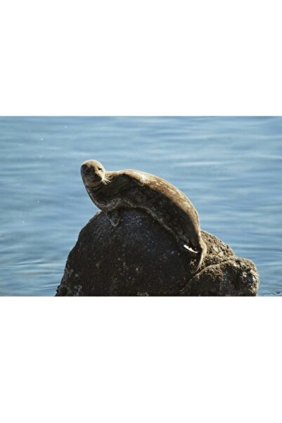 OEM Pictură pe pânză, „Focă odihnindu-se pe o stâncă mare”, Ocean, Natură, 10...