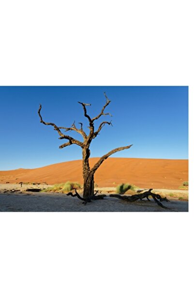 OEM Tablou Canvas, "Arbore uscat in desertul rosu", 90 x 50cm