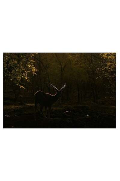 OEM Tablou Canvas, "Cerbul tacut in lumina padurii", 100 x 100cm