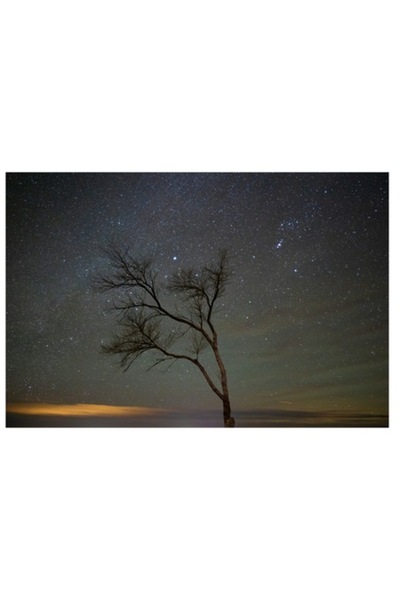 OEM Tablou Canvas, Copacul solitar sub cerul instelat