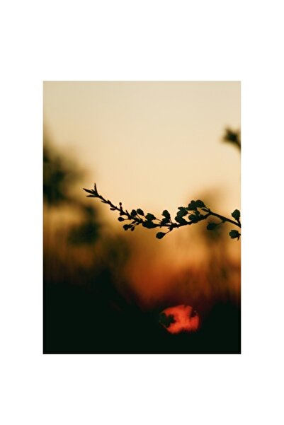 OEM Pictură pe pânză „Apus de soare printre crengi”, 50 x 70 cm