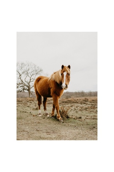 OEM Pictură pe pânză, „Cal blând în câmp deschis”, 70 x 100cm