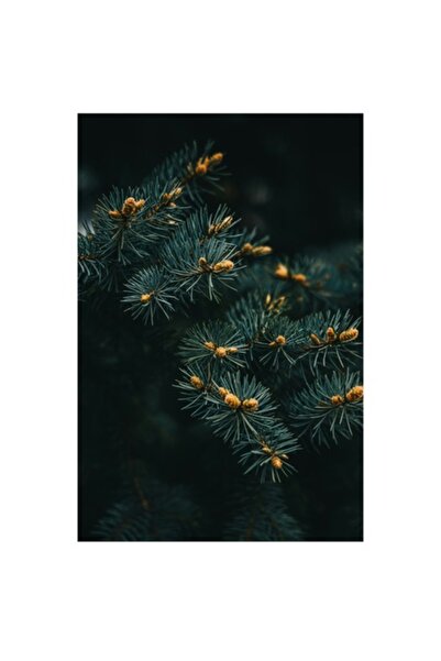 OEM Pictură pe pânză, „Cramuri de pin în lumina lunii”, Verde, Ramuri, Ace, F...