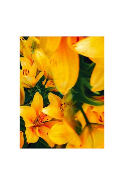 OEM Pictură pe pânză „Galbenul sublim al crinilor înfloriți”