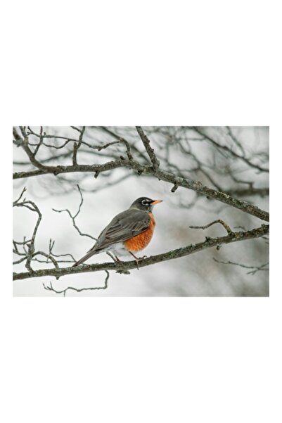 OEM Tablou Canvas, Pasarea si Ramura, Premium, Panza Bumbac, Sasiu Lemn, 70 x...