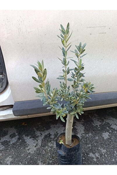AnkaBahçe Soğuklara Dayanıklı Gemlik Tipi Zeytin Fidanı 2 Yaş