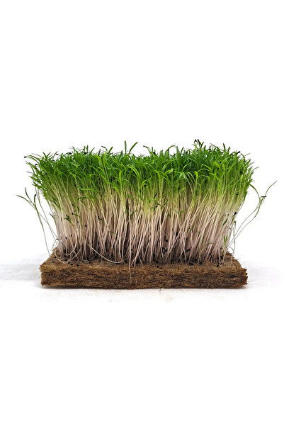 Aydınlı Tohumculuk Yerli Semizotu Mikro Yeşillik Tohumu, 15 Gram