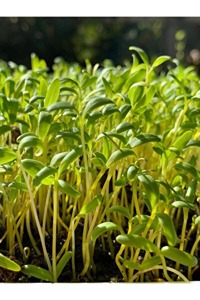 Aydınlı Tohumculuk Vitamin Deposu Mikro Yeşillik Tohum Seti, Ispanak ve Pazı