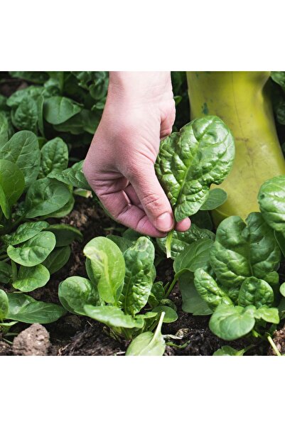 Aydınlı Tohumculuk Taze Yeşillikler Beşli Tohum Seti, Ispanak, Pazı, Semizotu...