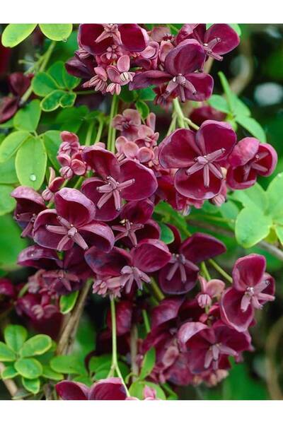 doğaşık Çikolata Sarmaşığı Akebia quinata Fidanı 30-50 Cm 1-2 Yaş