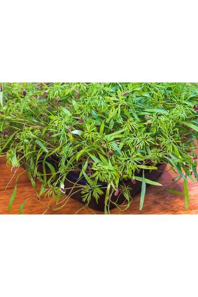 Aydınlı Tohumculuk Dörtlü Aromatik Mikro Yeşillik Seti, Dereotu, Tere, Maydan...