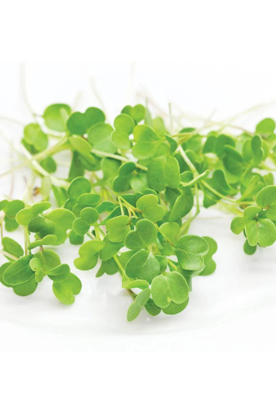 Aydınlı Tohumculuk Egeden Üçlü Mikro Yeşillik Seti, Tere, Roka ve Semizotu