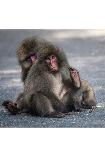 OEM Pictură pe pânză, „Două maimuțe stând pe drum”