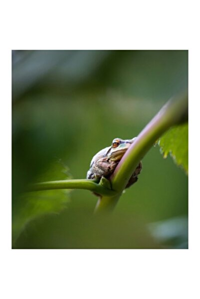 OEM Pictură pe pânză, „O broască care așteaptă ploaia”, Broască, Frunză, Tulp...